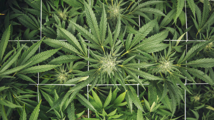 The Best Places to Find Jobs in the Cannabis Industry