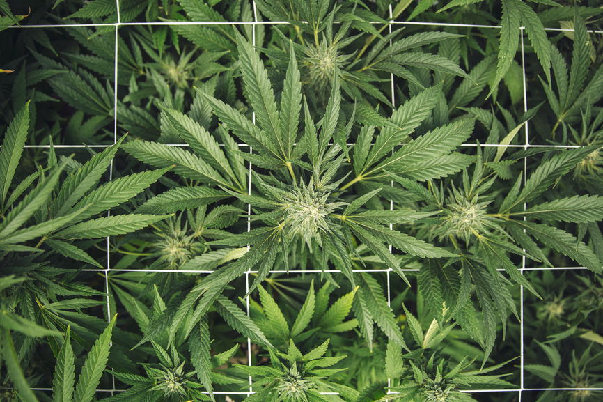 The Best Places To Find Jobs In The Cannabis Industry