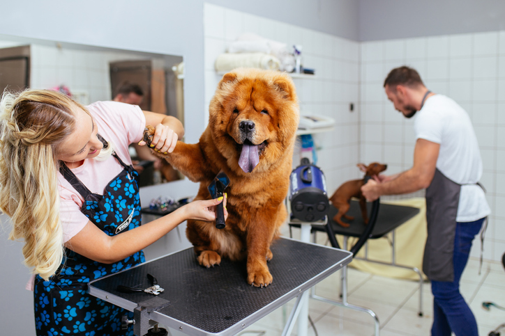 Dog Groomer Job Description Sample Template - ZipRecruiter