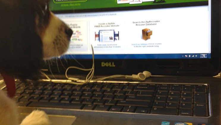 Meet Harper, ZipRecruiter’s Customer Service Pup