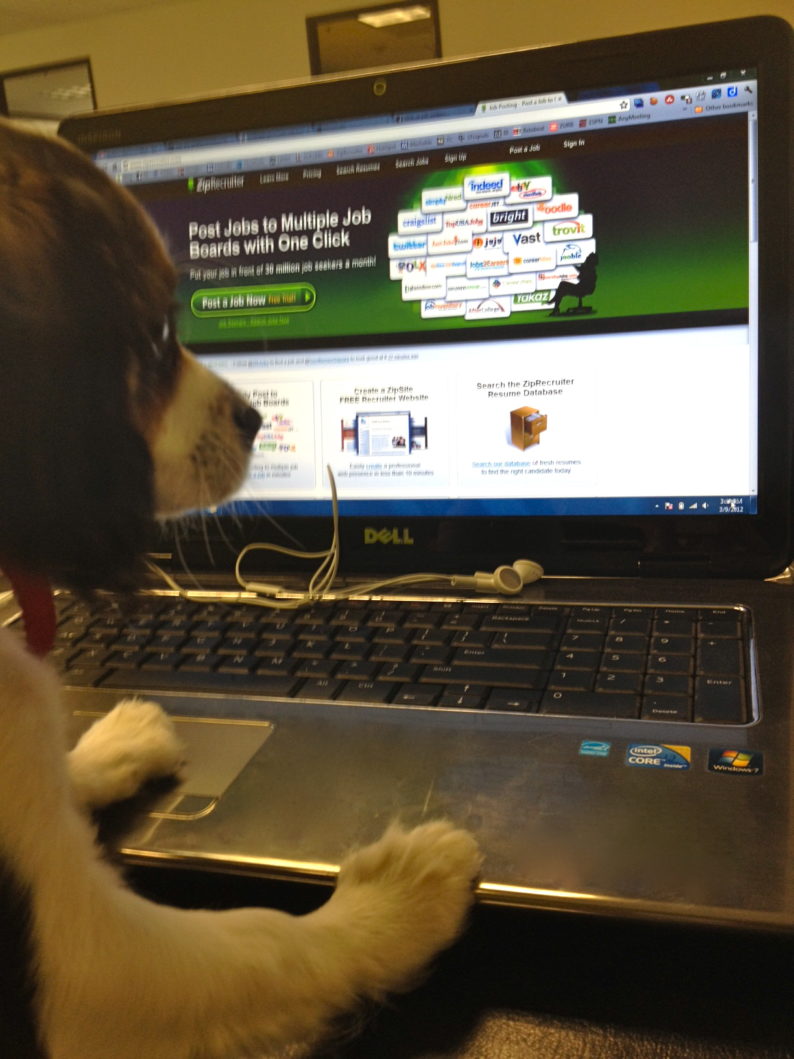 ZipRecruiter's New Office Pup