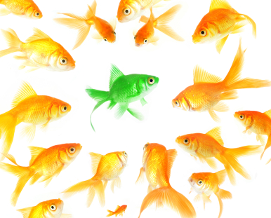 Q&A: To Get a Job, You MUST Stand Out