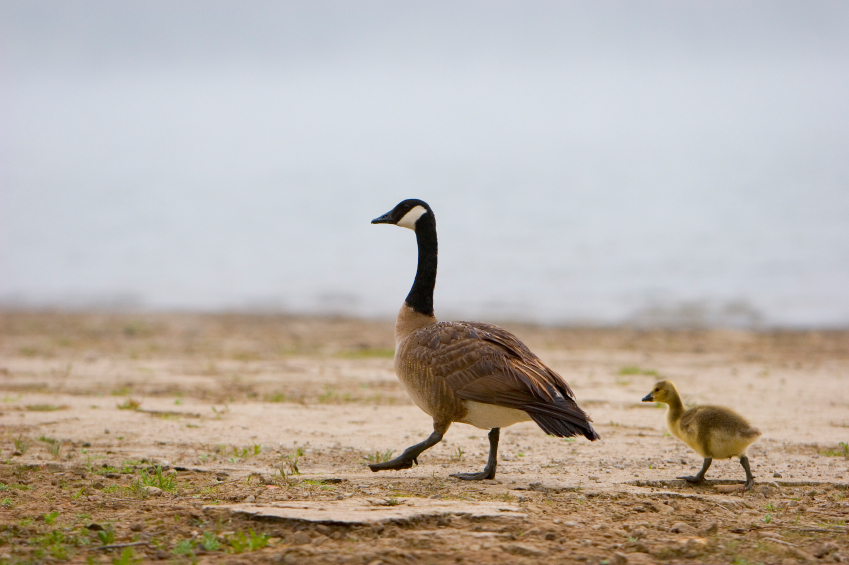 We All Need Mentors — Here’s How to Find Yours