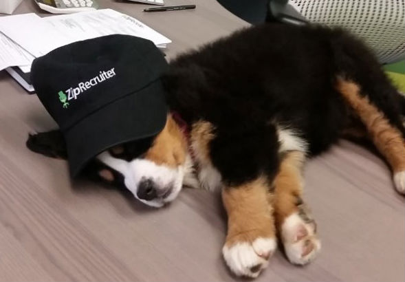 Meet Gemma, The ZipRecruiter Office Puppy