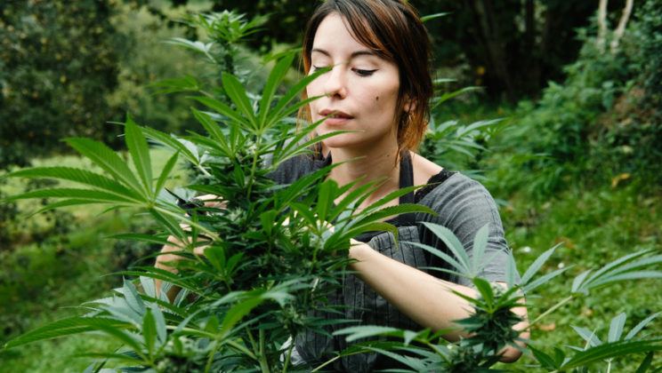 Legal Marijuana Industry Job Boom