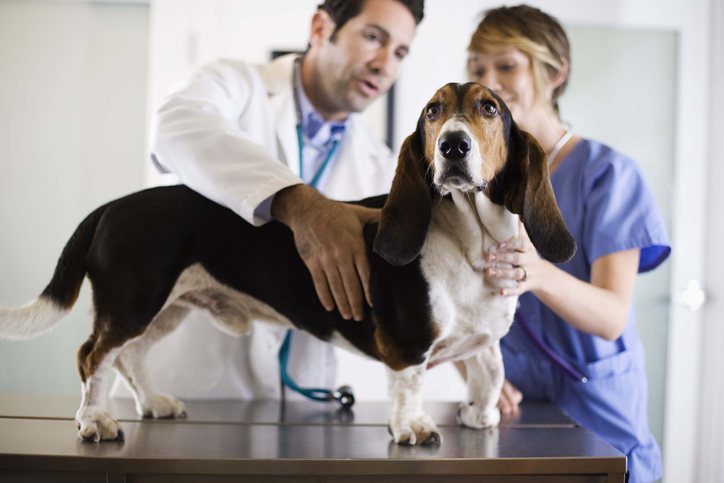 Veterinary Assistant What Is It And How To Become One