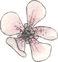 Vanda Floral Design LLC