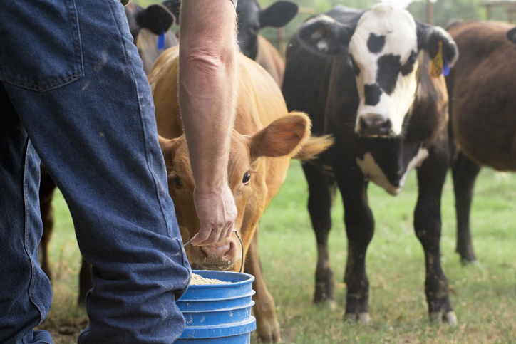 working-cattle-ranch-jobs-what-are-they-and-how-to-get-one-ziprecruiter