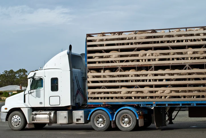 How to Get into Cattle Hauling