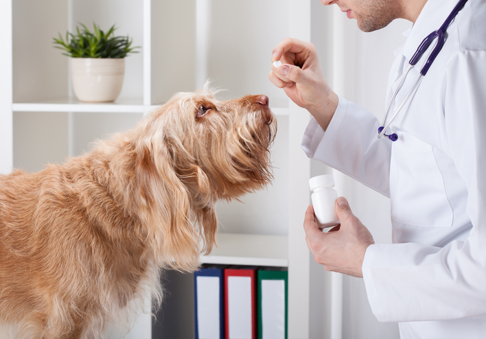 Veterinary Pharmacist: What Is It? and How to Become One?