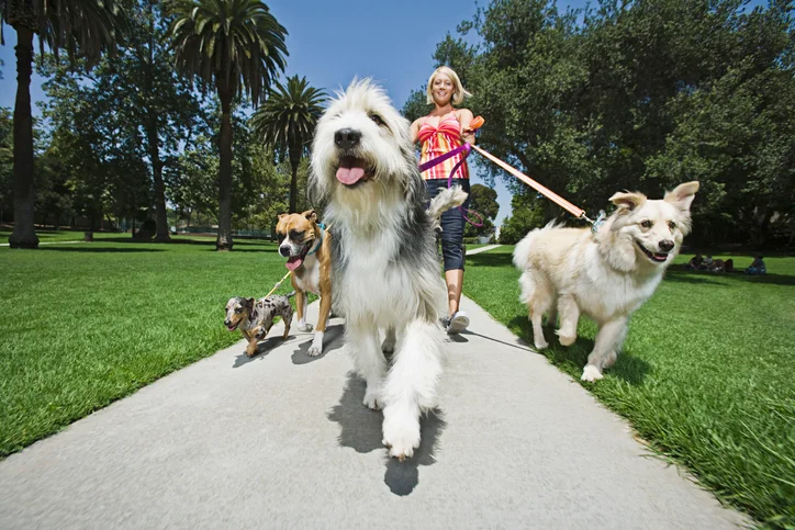 Dog Walker: What Is It? and How to Become One?