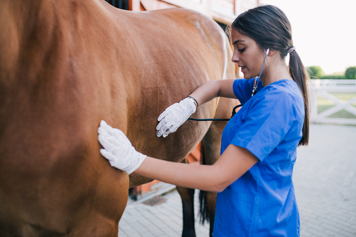 Equine Veterinary Technician: What Is It? and How to Become One? |  Ziprecruiter